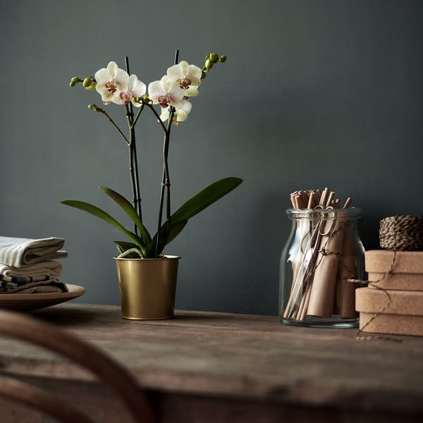 A potted orchid sits on a rustic wooden table, accompanied by various decorative items against a teal wall.