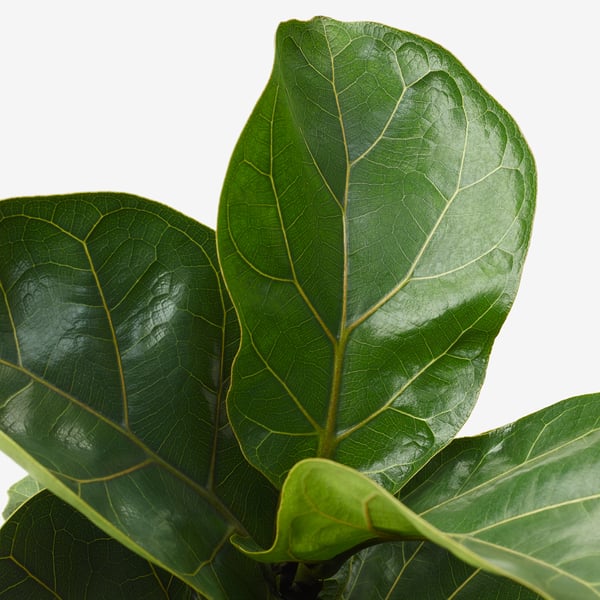 Large, vibrant green leaves with prominent veins, glossy surface, arranged on a stem. 3d rendered for product display.