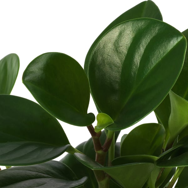 Bright green, glossy leaves of a healthy PEPEROMIA plant, with visible veins and smooth edges, arranged on a sturdy stem.