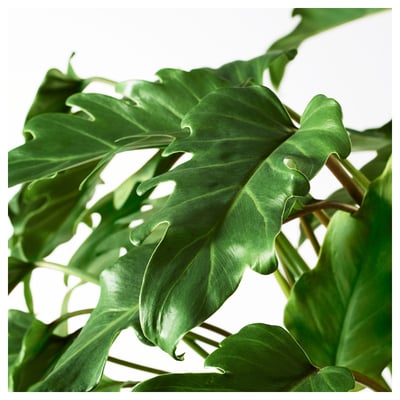 Large green leafy plant, vibrant and healthy, displayed against white background. Detailed veins visible on broad, glossy leaves.