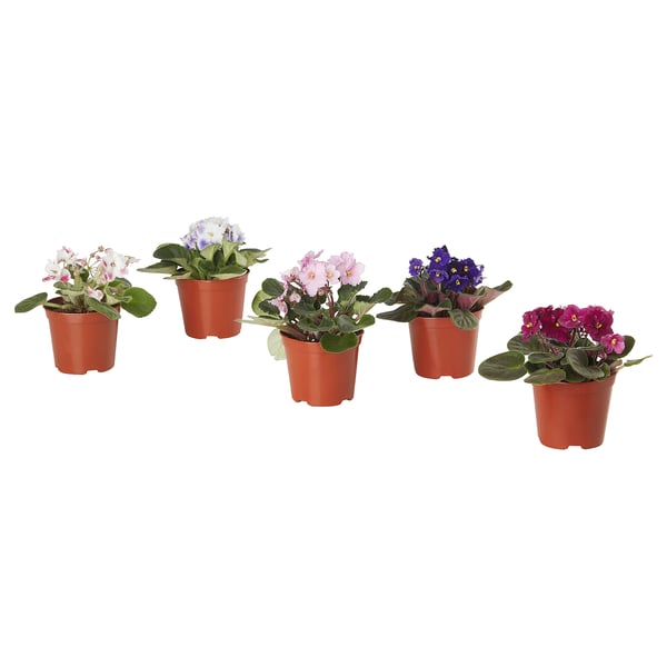 Five potted SAINTPAULIA plants in red pots, each with colourful flowers, arranged in a row.