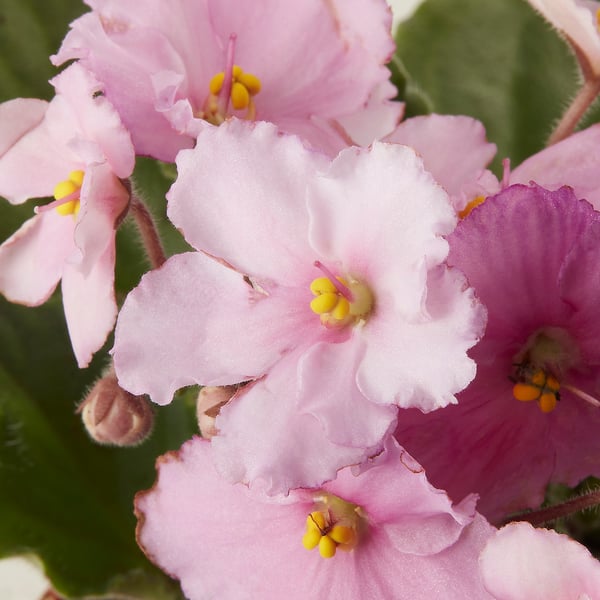 Close-up of vibrant pink flowers with yellow centres, lush green foliage.