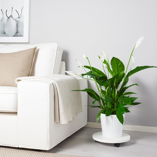 White couch, pillows, potted plant with white flowers.