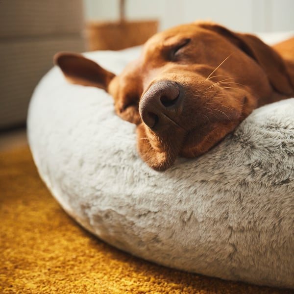 A brown dog resting on a large, round, white and grey UTSÅDD pet bed with a high edge, placed on a yellowish floor.