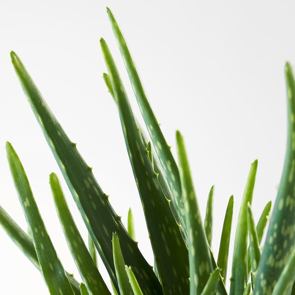 ALOE VERA Planta en maceta, Aloe, 13 cm