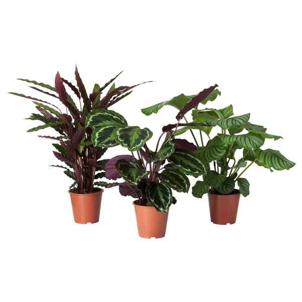CALATHEA Planta en maceta, calatea/especies varias, 15 cm
