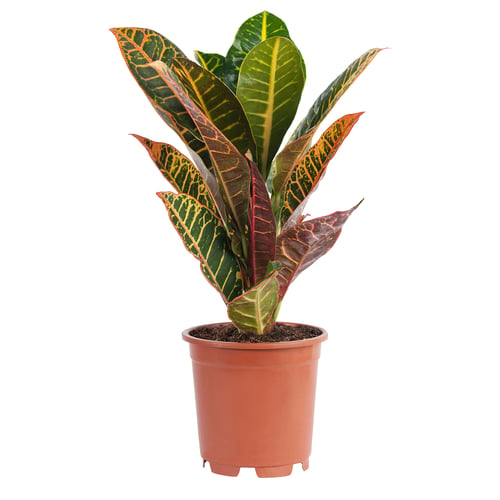 CODIAEUM Planta en maceta, croton, 15 cm