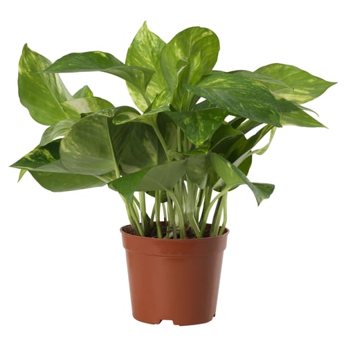 EPIPREMNUM Planta en maceta, teléfono, 15 cm