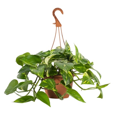 EPIPREMNUM Planta en maceta, teléfono, 25 cm