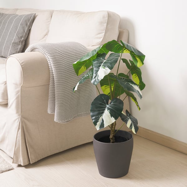 FEJKA Planta artificial, int/ext Alocasia, 19 cm