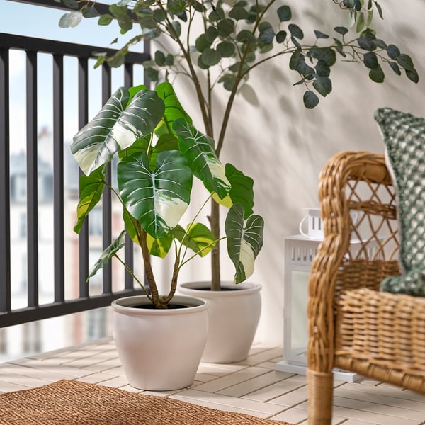 FEJKA Planta artificial, int/ext Alocasia, 19 cm