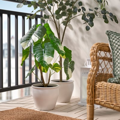 FEJKA Planta artificial, int/ext Alocasia, 19 cm