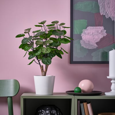 FEJKA Planta artificial, int/ext Aralia, 12 cm