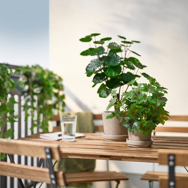 FEJKA Planta artificial, int/ext Aralia, 12 cm