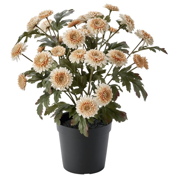 FEJKA Planta artificial, int/ext/Crisantemo naranja claro, 15 cm