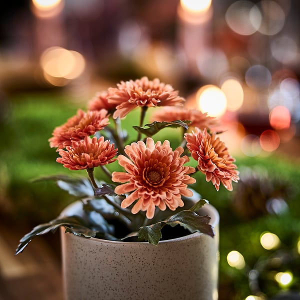 FEJKA Planta artificial, int/ext/Crisantemo naranja, 9 cm
