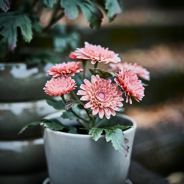 FEJKA Planta artificial, int/ext/Crisantemo rosa, 9 cm