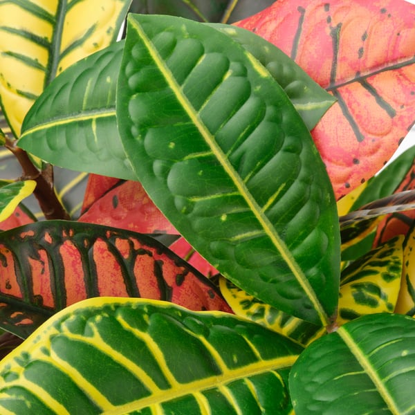 FEJKA Planta artificial, int/ext croton, 12 cm