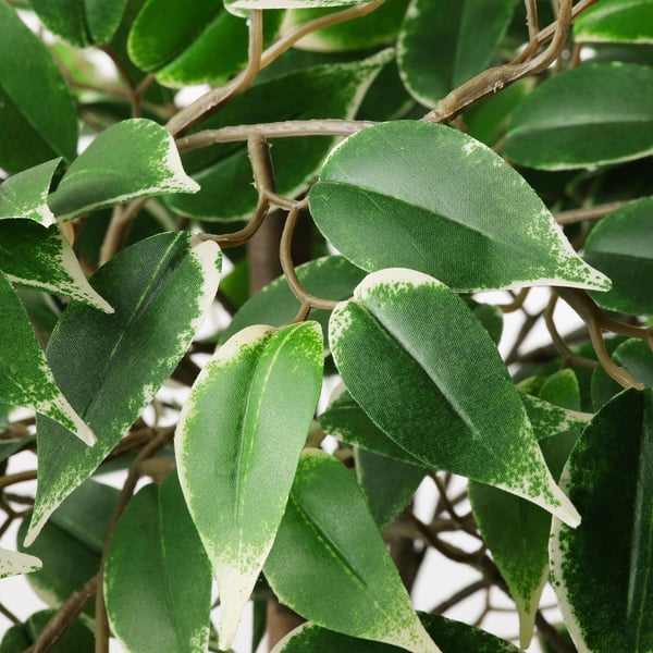 FEJKA Planta artificial, int/ext ficus benjamina exótica, 21 cm