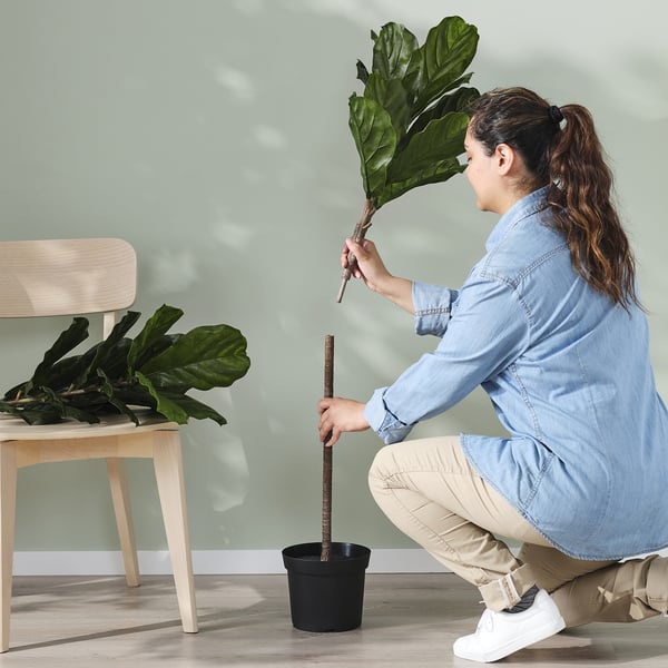 FEJKA Planta artificial, int/ext ficus lira, 19 cm