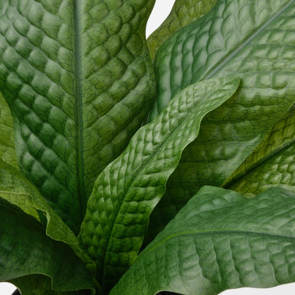 FEJKA Planta artificial, int/ext helecho de cocodrilo, 12 cm