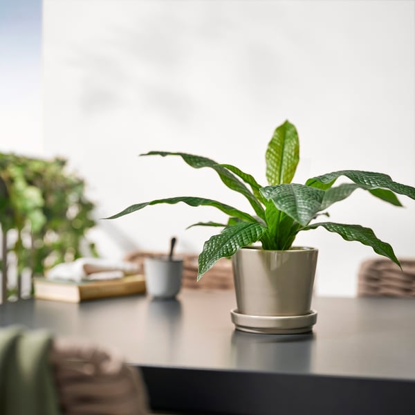 FEJKA Planta artificial, int/ext helecho de cocodrilo, 12 cm