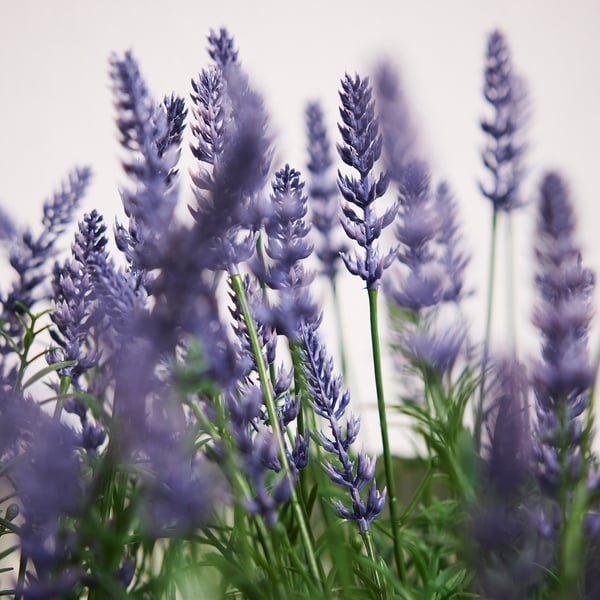 FEJKA Planta artificial, int/ext/lavanda lila, 12 cm