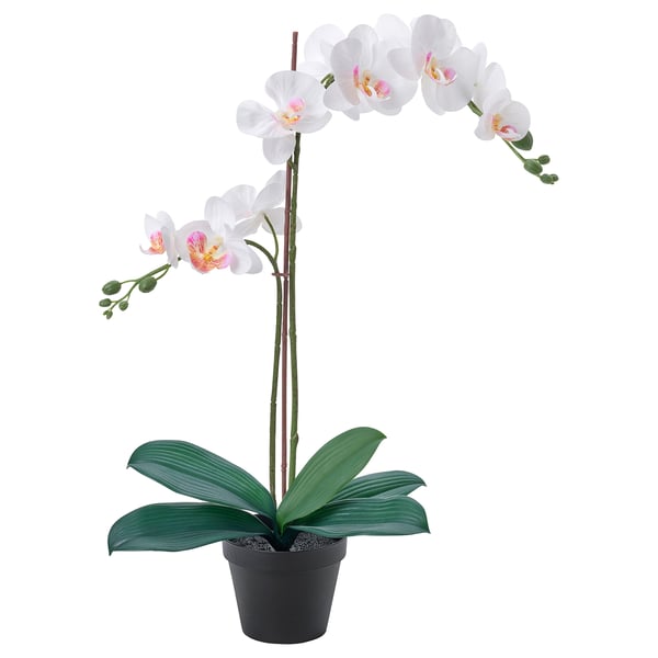 FEJKA Planta artificial, orquídea blanco, 12 cm