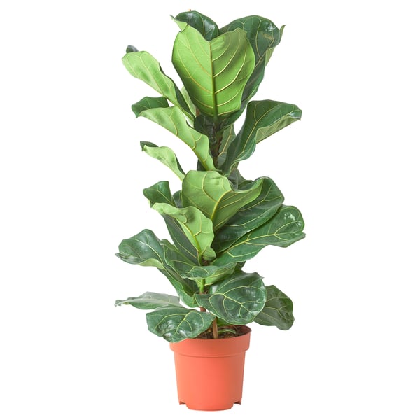 FICUS LYRATA Planta en maceta, ficus lira, 20 cm