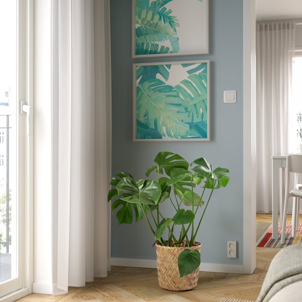 MONSTERA DELICIOSA Planta en maceta, cerimán, 25 cm