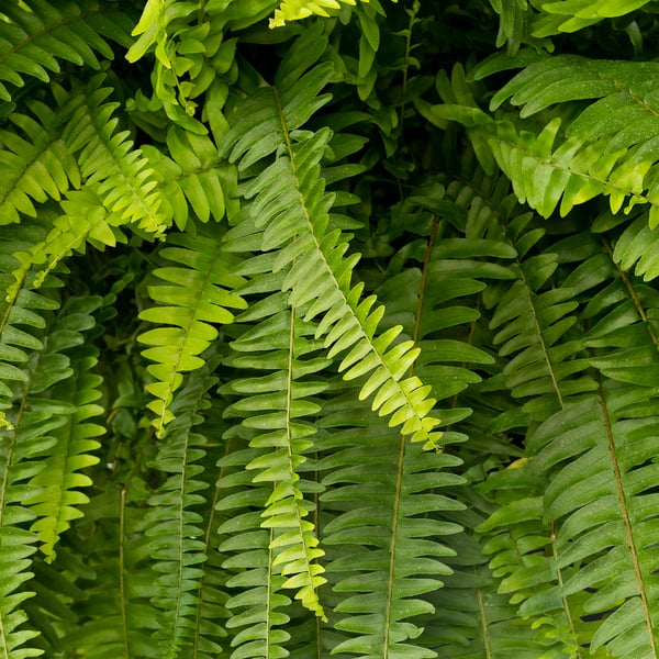 NEPHROLEPIS Planta en maceta, Helecho, 25 cm