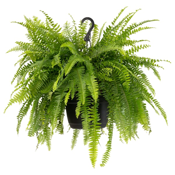 NEPHROLEPIS Planta en maceta, Helecho, 25 cm