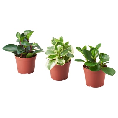 PEPEROMIA Planta en maceta, especies varias, 15 cm
