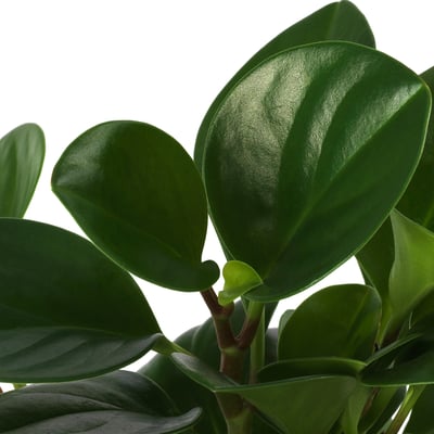 PEPEROMIA Planta en maceta, especies varias, 15 cm