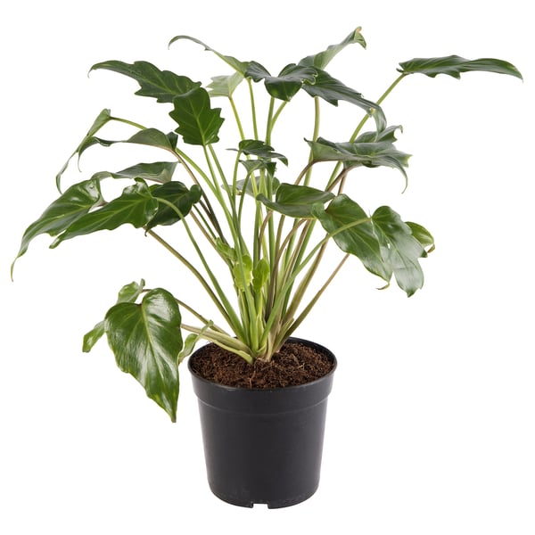 PHILODENDRON XANADU Planta en maceta, 18 cm