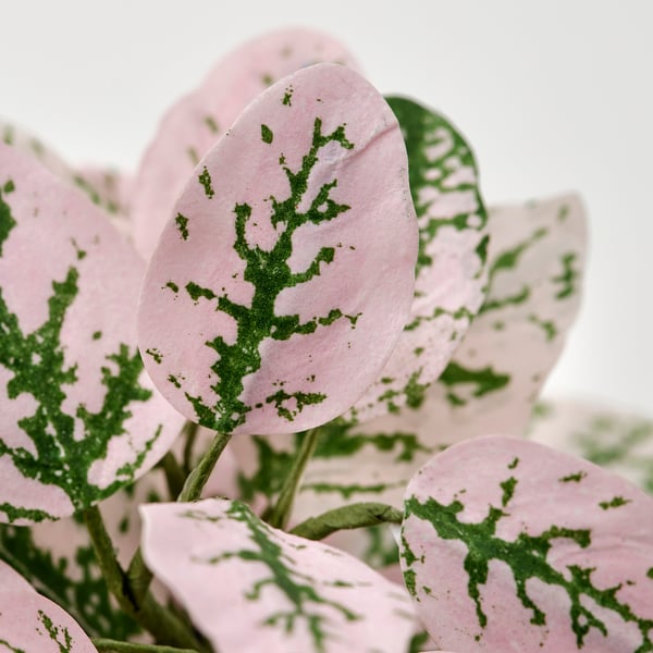 SMÅTÄRNA Planta artificial, papel pintado/fitonia, 6 cm