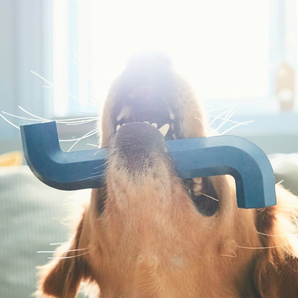 UTSÅDD Juguete para perro, azul oscuro