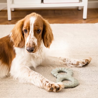 UTSÅDD Juguete para perro, Rellenable con comida/verde grisáceo