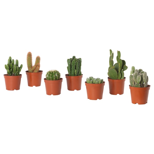 Six cacti in small brown terracotta pots, arranged in a row, varying in shape and size.