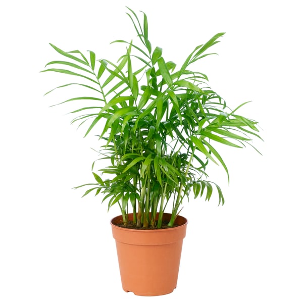 Potted chamaedorea plant with vibrant green fronds in terracotta container.