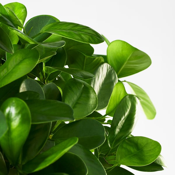 Vibrant green leaves of a healthy potted FICUS plant, luxuriant and well-cared for, showcasing rich foliage.