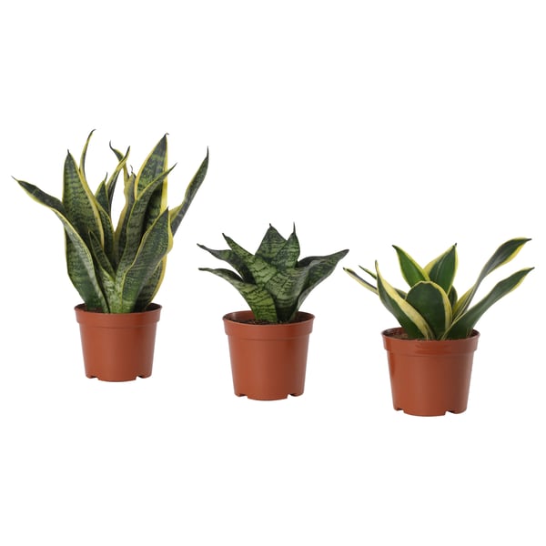 Three potted snake plants, each with tall, upright, greenish-yellow leaves, in small brown plastic pots, arranged in a row.