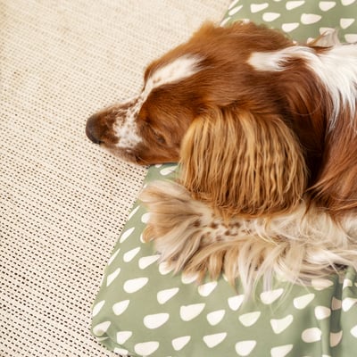 Dog sleeping on green polka dot UTSÅDD cushion, compact & cosy.