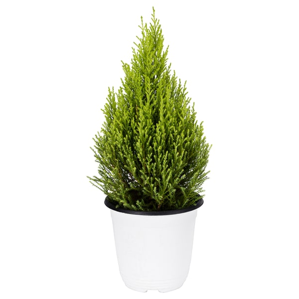 CUPRESSUS MACROCARPA Tumbuhan berpasu