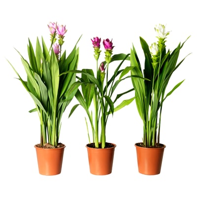 CURCUMA Tumbuhan berpasu