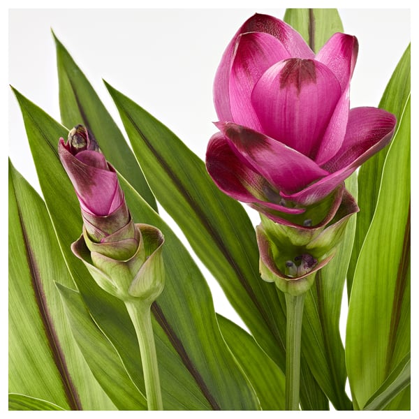 CURCUMA Tumbuhan berpasu