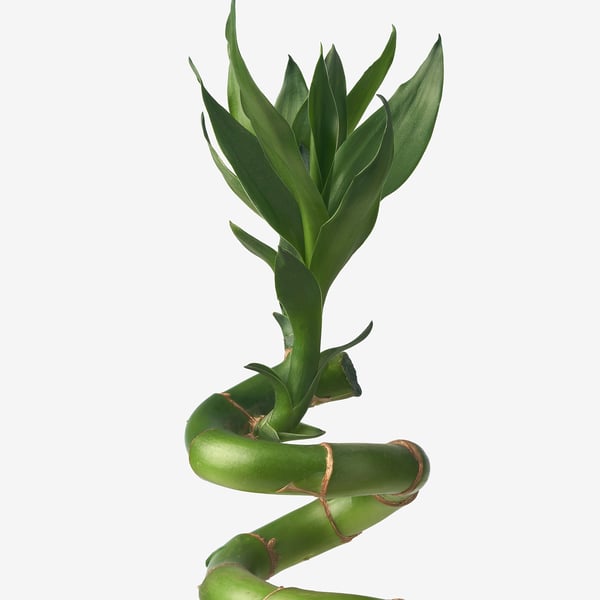 DRACAENA LUCKY BAMBOO Tumbuhan, Lucky bamboo/lingkaran, 45 cm