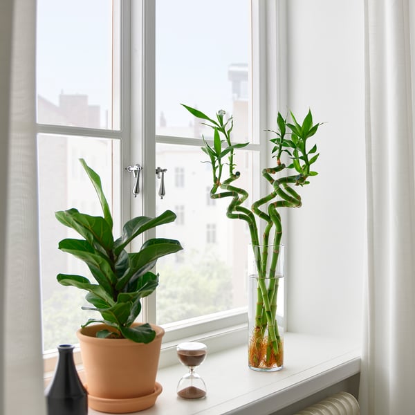 DRACAENA LUCKY BAMBOO Tumbuhan, Lucky bamboo/lingkaran, 45 cm