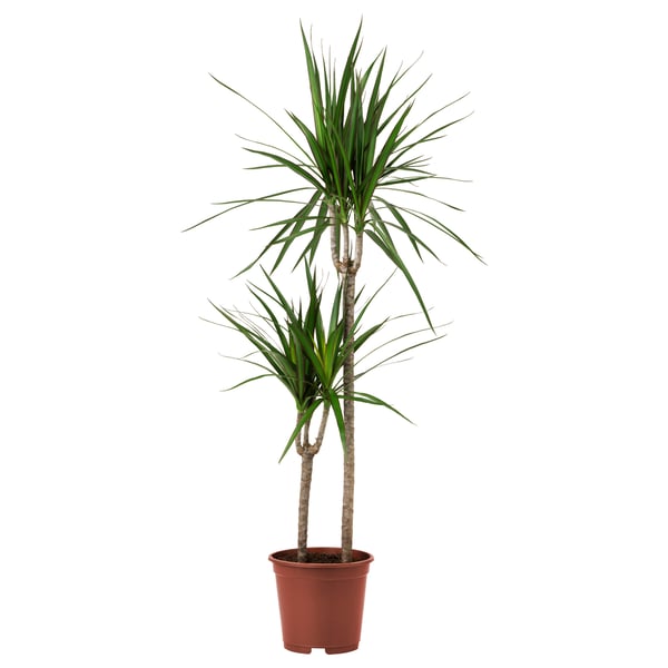 DRACAENA MARGINATA Tumbuhan berpasu, Dracaena Marginata 3 batang, 24 cm