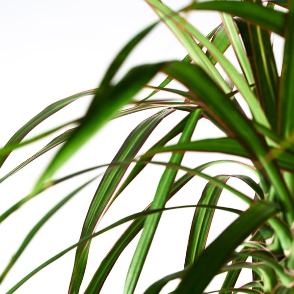 DRACAENA MARGINATA Tumbuhan berpasu, Dracaena Marginata 3 batang, 24 cm